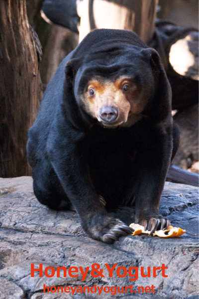 上野動物園　マレーグマ　キョウコ