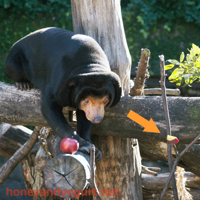 上野動物園　マレーグマ　キョウコ