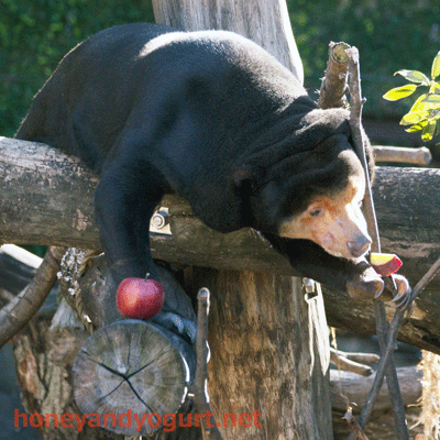 上野動物園　マレーグマ　キョウコ