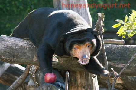 上野動物園　マレーグマ　キョウコ