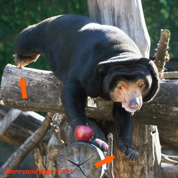 上野動物園　マレーグマ　キョウコ