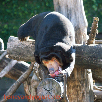 上野動物園　マレーグマ　キョウコ