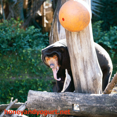 上野動物園　マレーグマ　キョウコ