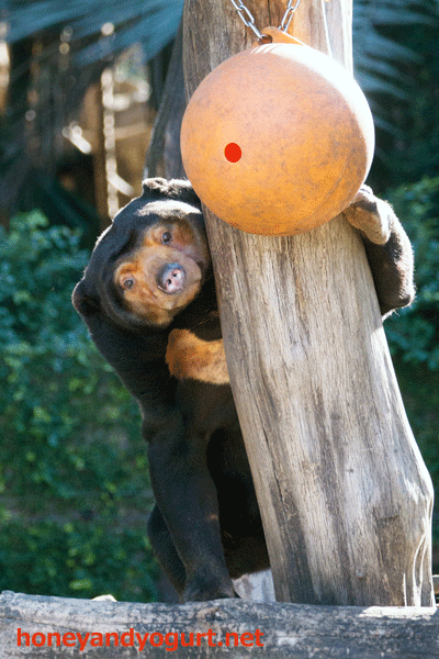 上野動物園　マレーグマ　キョウコ