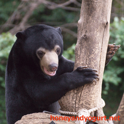 上野動物園 マレーグマ フジ