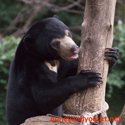 上野動物園 マレーグマ フジ
