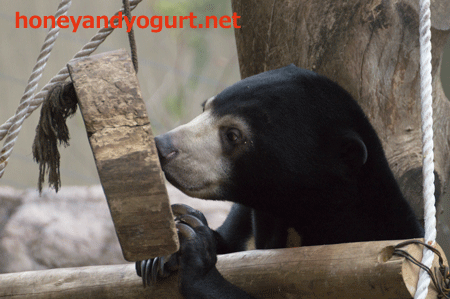 上野動物園 マレーグマ フジ