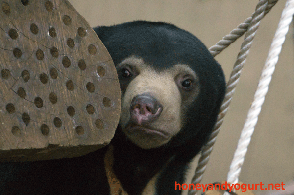 上野動物園 マレーグマ フジ