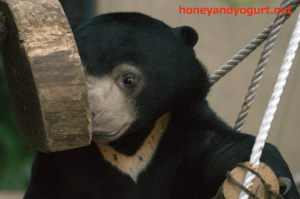上野動物園 マレーグマ フジ