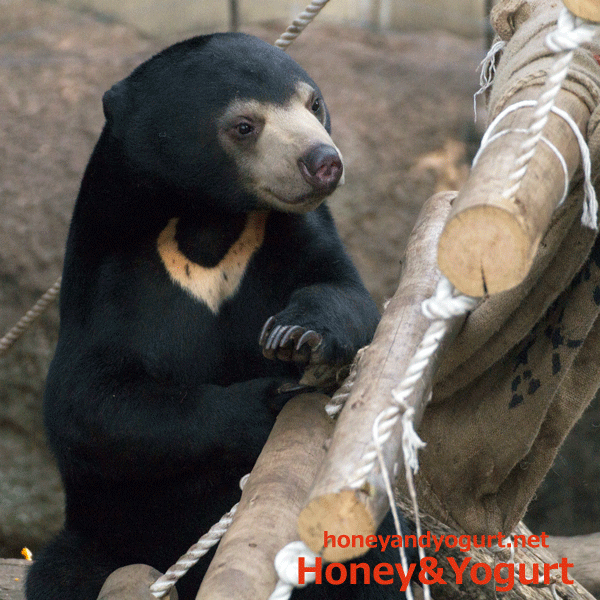 上野動物園 マレーグマ フジ