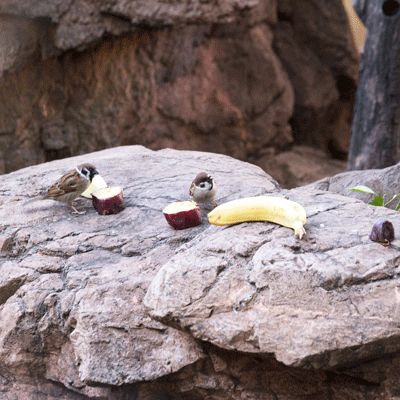 上野動物園　マレーグマ舎