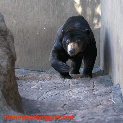 上野動物園　マレーグマ　アズマ