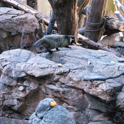 上野動物園　マレーグマ舎