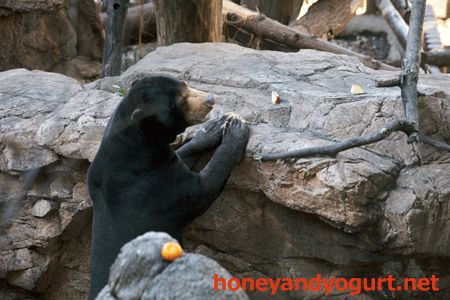 上野動物園　マレーグマ　アズマ