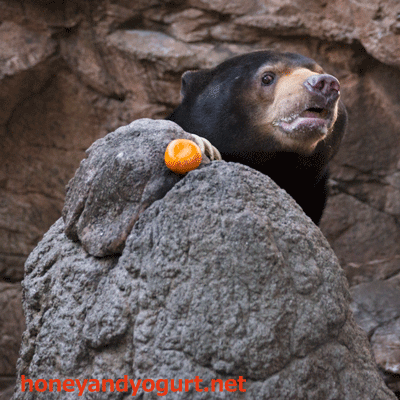 上野動物園　マレーグマ　アズマ