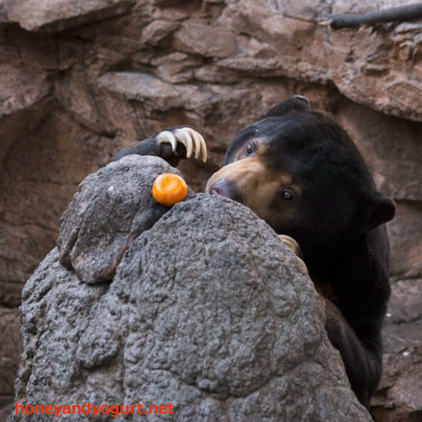 上野動物園　マレーグマ　アズマ