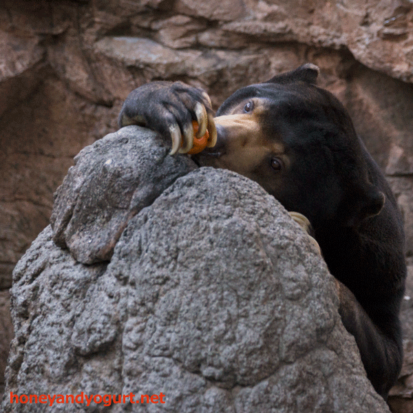上野動物園　マレーグマ　アズマ