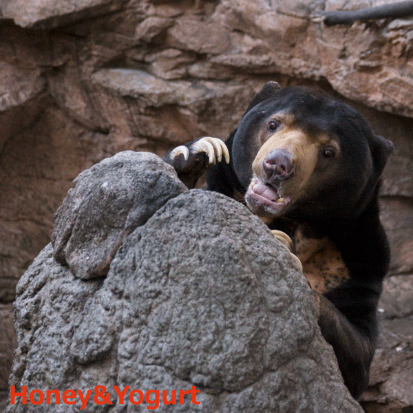 上野動物園　マレーグマ　アズマ