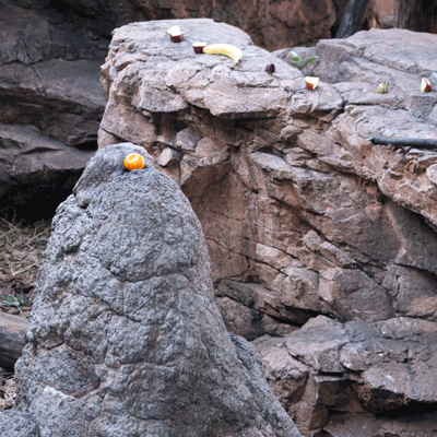 上野動物園　マレーグマ舎