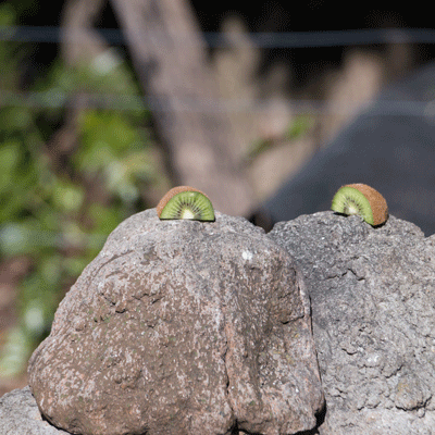 上野動物園 マレーグマ舎