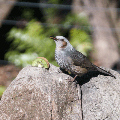 上野動物園 マレーグマ舎