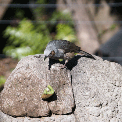 上野動物園 マレーグマ舎