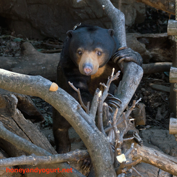 上野動物園 マレーグマ モモコ