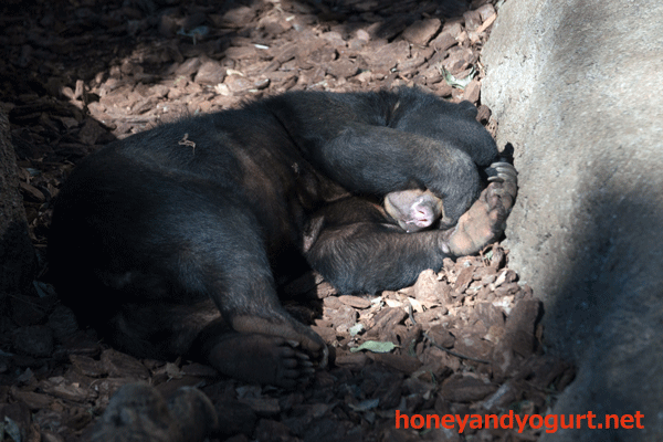 上野動物園 マレーグマ モモコ