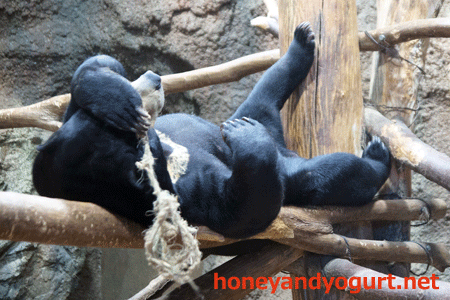 上野動物園 マレーグマ ウメキチ