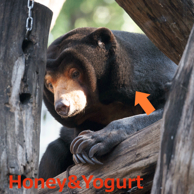 上野動物園 マレーグマ キョウコ