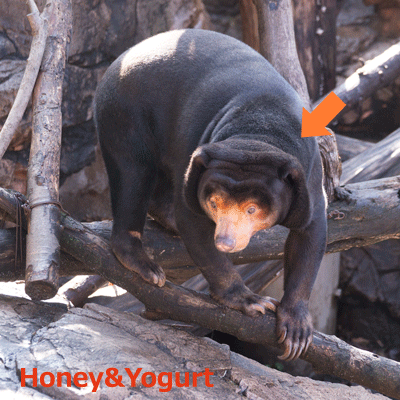 上野動物園 マレーグマ キョウコ