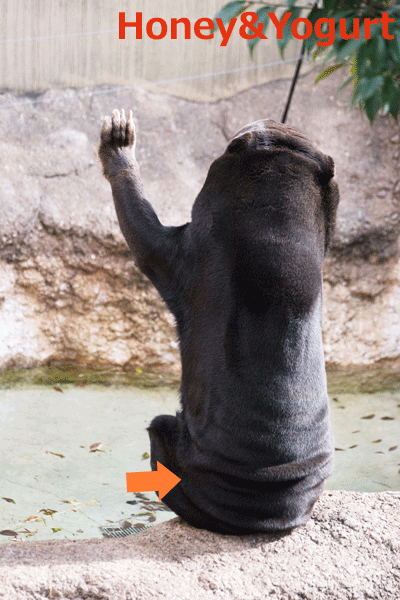 上野動物園 マレーグマ キョウコ