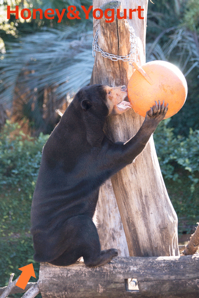 上野動物園 マレーグマ キョウコ