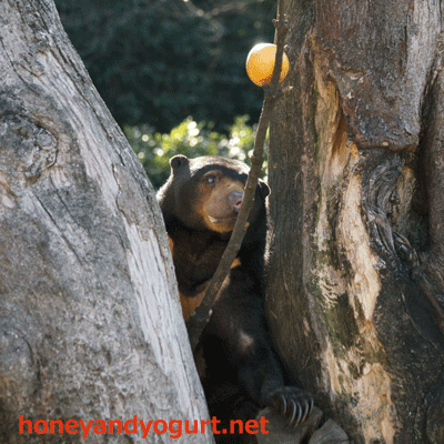 上野動物園 マレーグマ モモコ
