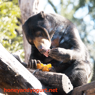 上野動物園 マレーグマ モモコ