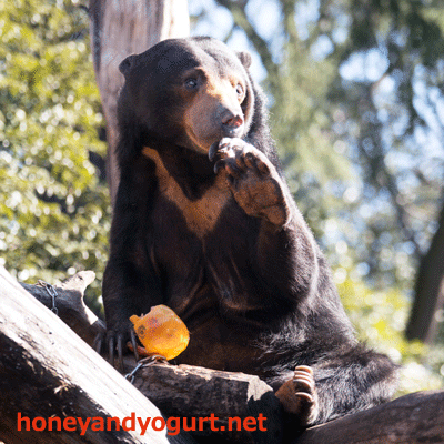上野動物園 マレーグマ モモコ