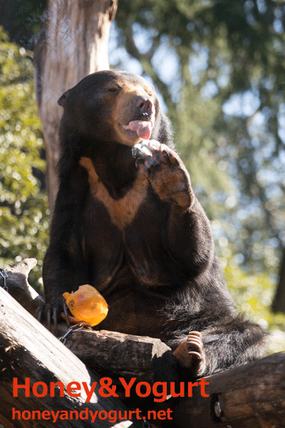 上野動物園 マレーグマ モモコ