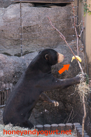 上野動物園　マレーグマ　アズマ