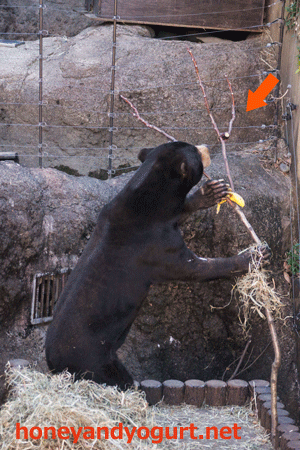 上野動物園　マレーグマ　アズマ