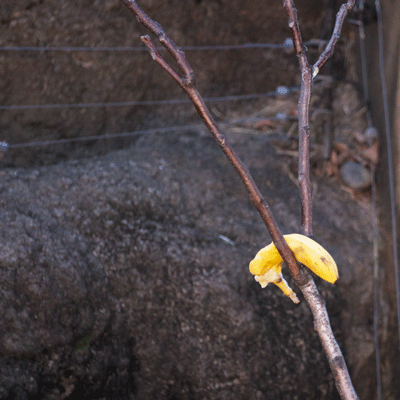 上野動物園　マレーグマ　アズマ