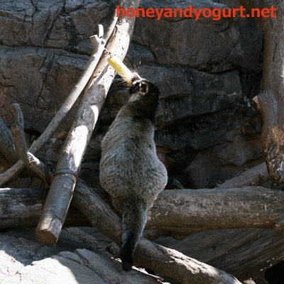 上野動物園　マレーグマ舎