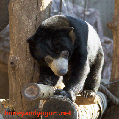 上野動物園　マレーグマ　フジ