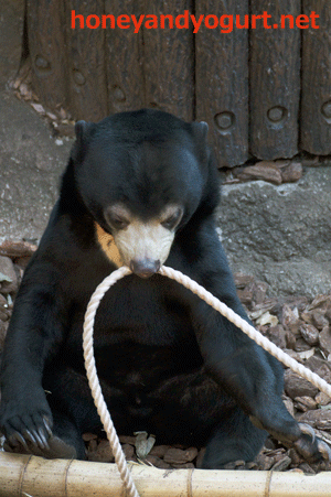 上野動物園　マレーグマ　フジ