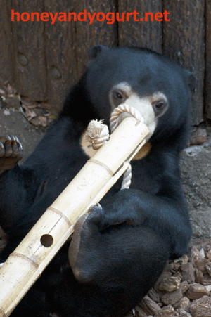 上野動物園　マレーグマ　フジ
