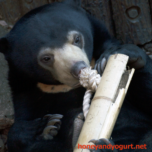 上野動物園　マレーグマ　フジ