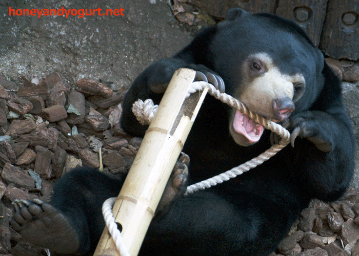 上野動物園　マレーグマ　フジ