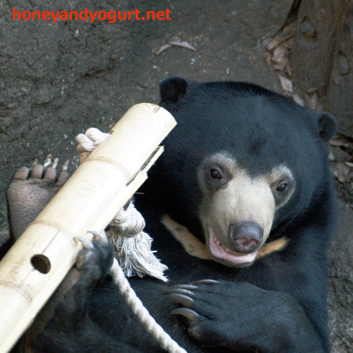 上野動物園　マレーグマ　フジ