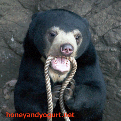 上野動物園　マレーグマ　フジ