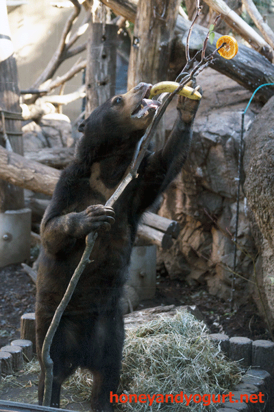 上野動物園 マレーグマ モモコ