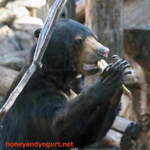 上野動物園 マレーグマ モモコ